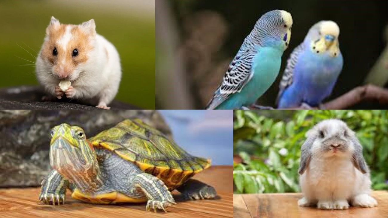 Esta es la lista de mascotas que ya no se podrán tener en casa