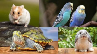 Esta es la lista de mascotas que ya no se podrán tener en casa