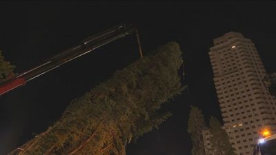 Instalan el abeto de Navidad de la Plaza de España