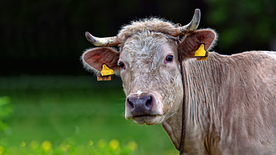 Carne a domicilio de la Sierra Norte de Madrid