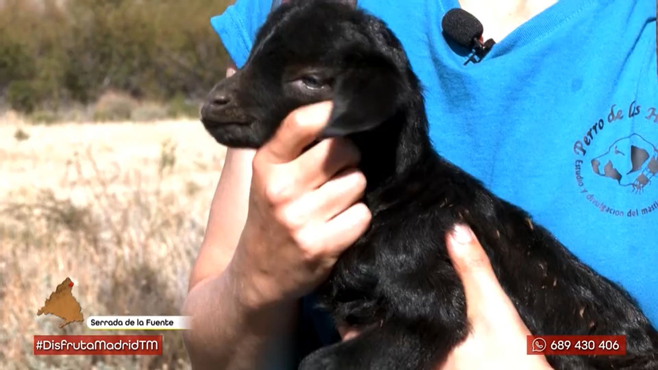 El rebaño más grande del mundo con telepastoreo está en Madrid