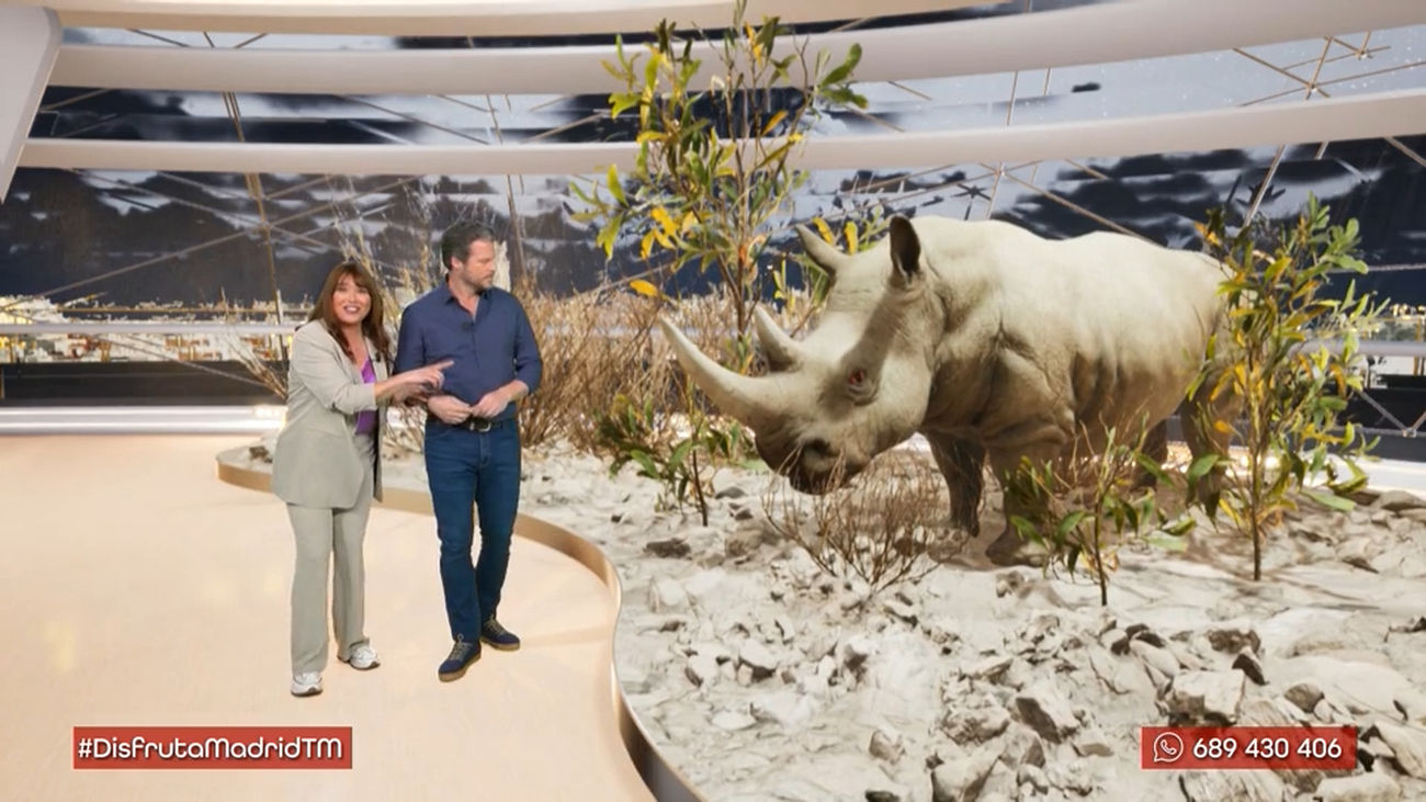 Asistimos a una sesión de spa muy peculiar ¡para un rinoceronte!