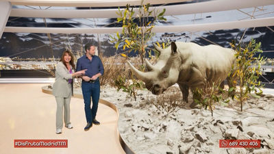 Asistimos a una sesión de spa muy peculiar ¡para un rinoceronte!