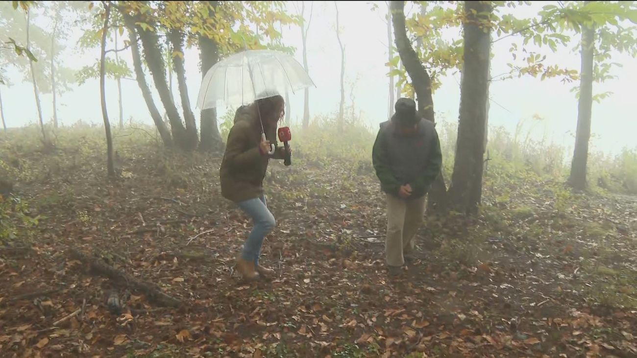 Cómo buscar castañas en Rozas de Puerto Real