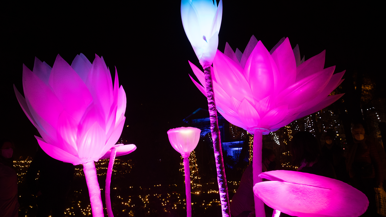 Vuelve la experiencia más mágica de las navidades, 'Naturaleza encendida'