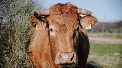 Crisis de la leche: Las vacas dan 3 litros menos al día de media por el calor