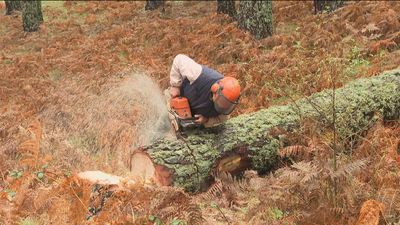Los vecinos de Navacerrada ya pueden recoger la leña muerta de la Sierra de Guadarrama