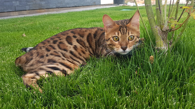 Matan a perdigonazos al gato de Eva, vecina de Valdetorres de Jarama