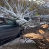 Cae un árbol de 10 metros en la puerta de un colegio de Alcorcón
