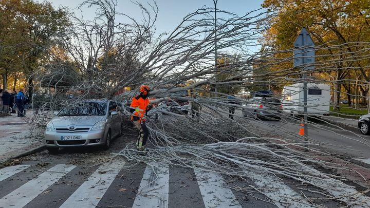 Los bomberos retiran el árbol caído / @alcorconbombero