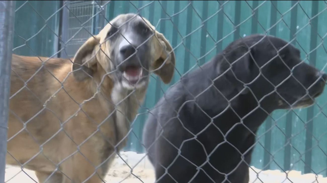 El CGPJ advierte ahora que puede castigarse más que un hombre pegue al perro que a su pareja