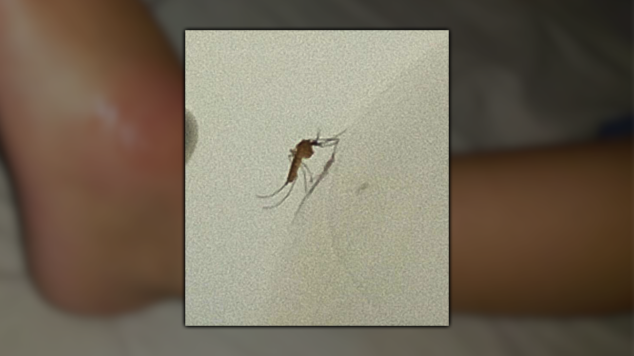 Una plaga de mosquitos invade Arganzuela