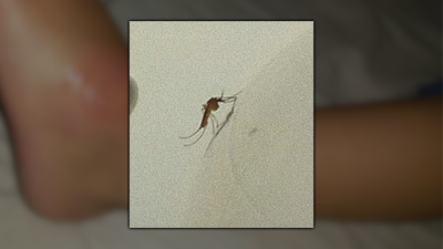 Una plaga de mosquitos invade Arganzuela