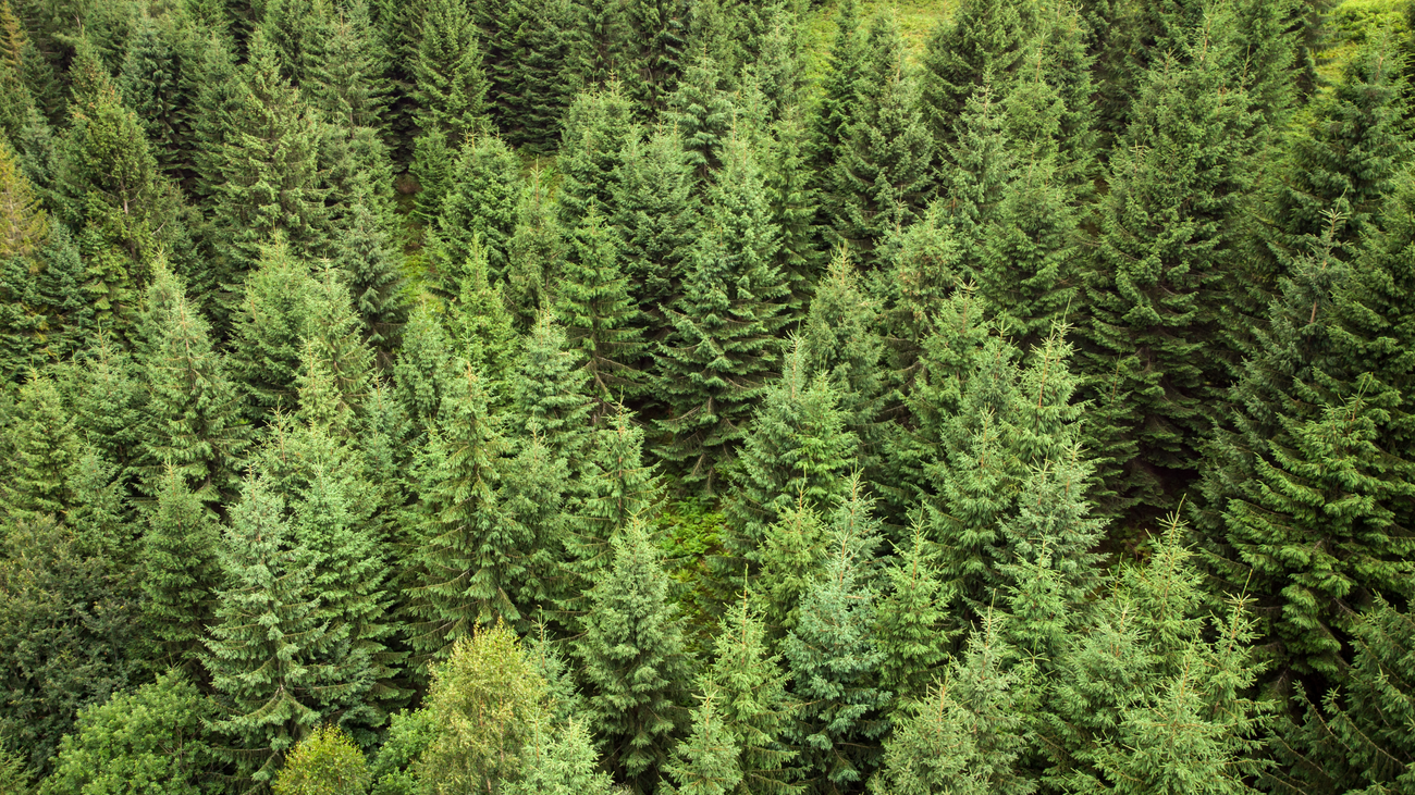 Vuelve la venta de árboles de Navidad de los estudiantes de la Universidad Politécnica de Madrid