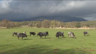 Menos toros para las corridas de 2023 por el encarecimiento de su cría debido a la inflación