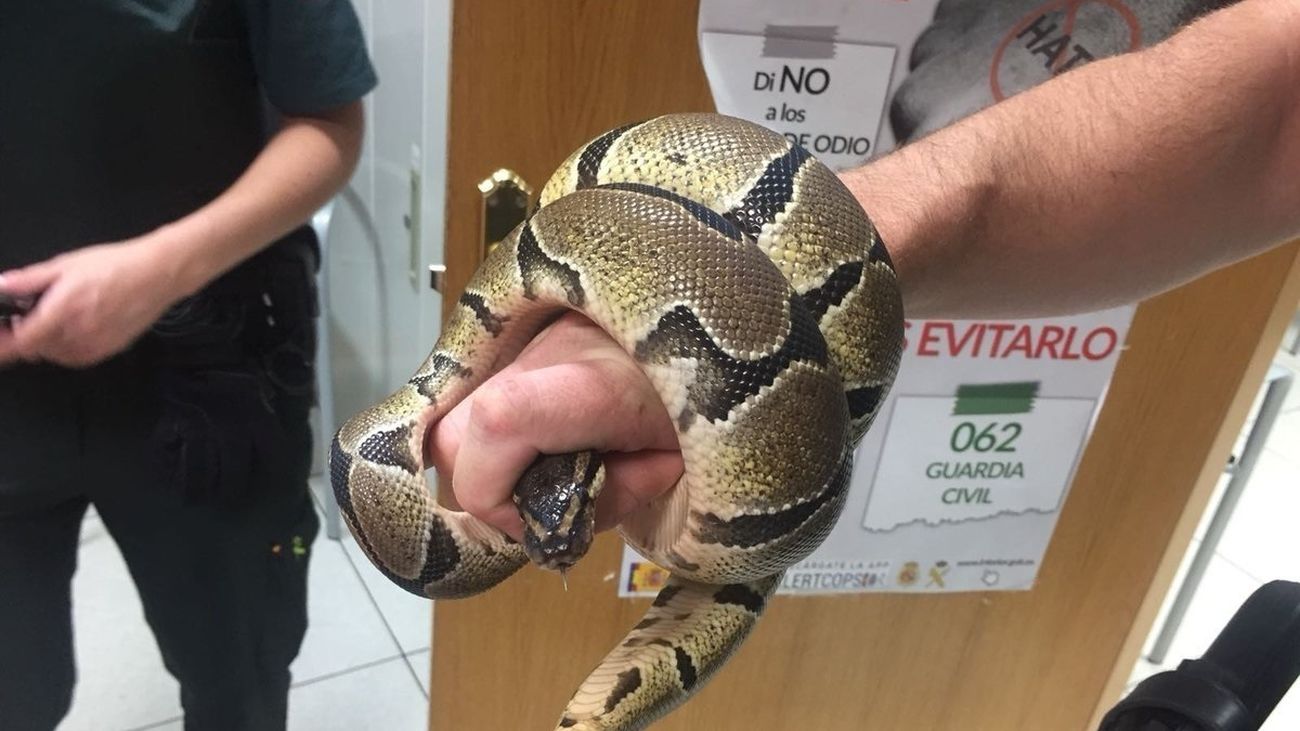 Ejemplar de serpiente pitón recuperada en el baño de una casa de Ciempozuelos