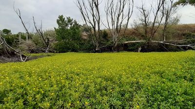 Objetivo: controlar 12.000 especies invasoras en Madrid