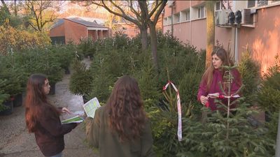 Vuelven por Navidad los abetos de la Escuela de Montes de la Complutense