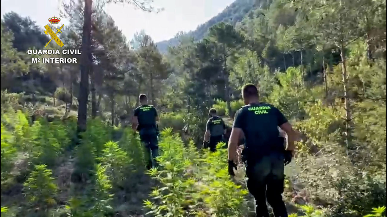 Diez detenidos por cultivar más de 44.000 plantas de marihuana en el Pirineo