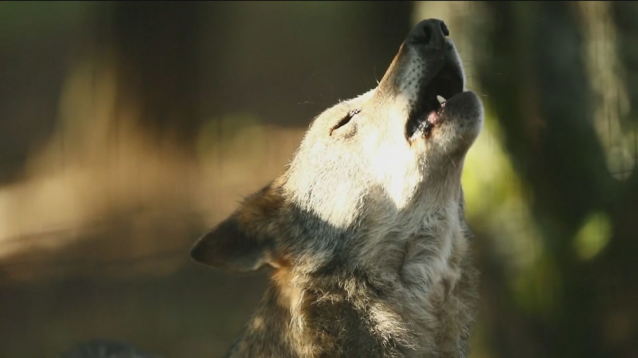 El lobo ibérico sigue en situación desfavorable, según el nuevo censo del Gobierno