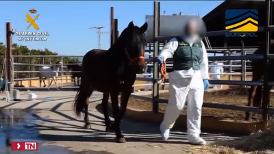 Golpe a una red que comerciaba con carne equina no apta para el consumo
