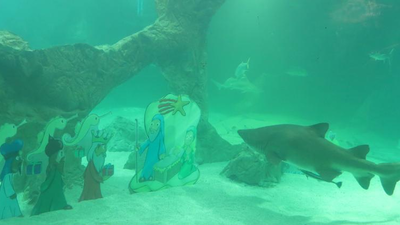 El Zoo de Madrid inaugura la Navidad con el tradicional Belén de tiburones