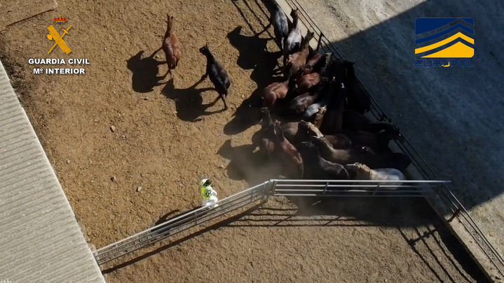 Varios caballos cuya carne se comercializaba de forma ilegal / GUARDIA CIVIL