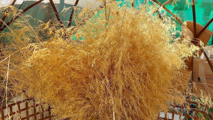 Espigas de berceo / ASOC. MIRAFLORES VILLA FLORIDA