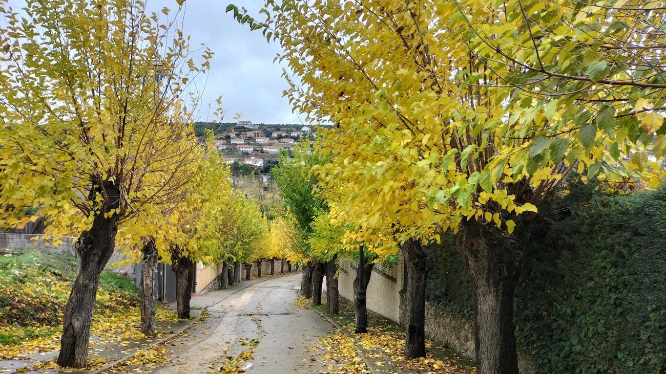 Ambite comienza a catalogar y preservar sus árboles urbanos para mejorar la conservación
