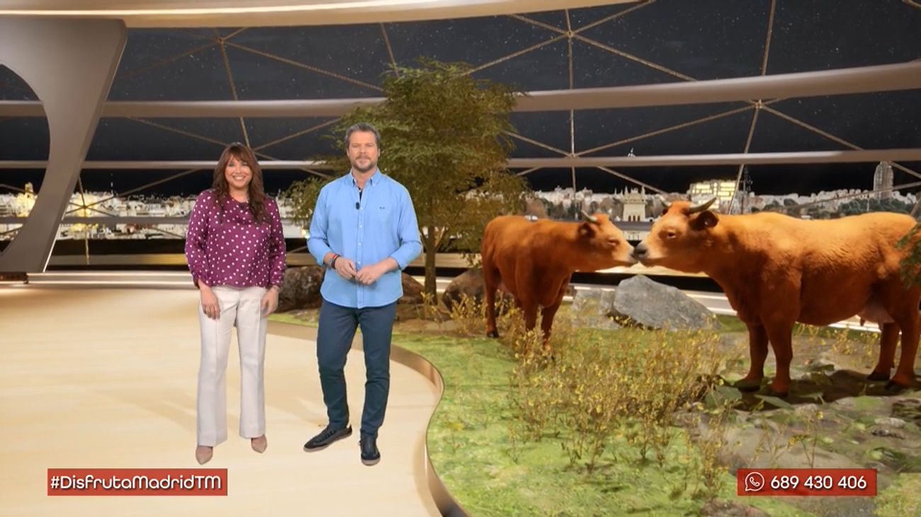 Vacas bravas: las madres del toro de lidia