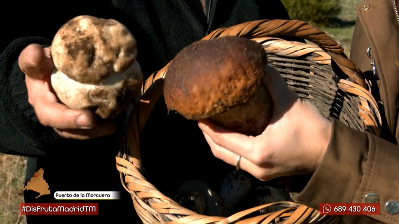 Cómo recoger setas de forma responsable: dónde ir, cuándo recolectar y qué permisos necesitas