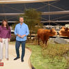 Vacas bravas: las madres del toro de lidia