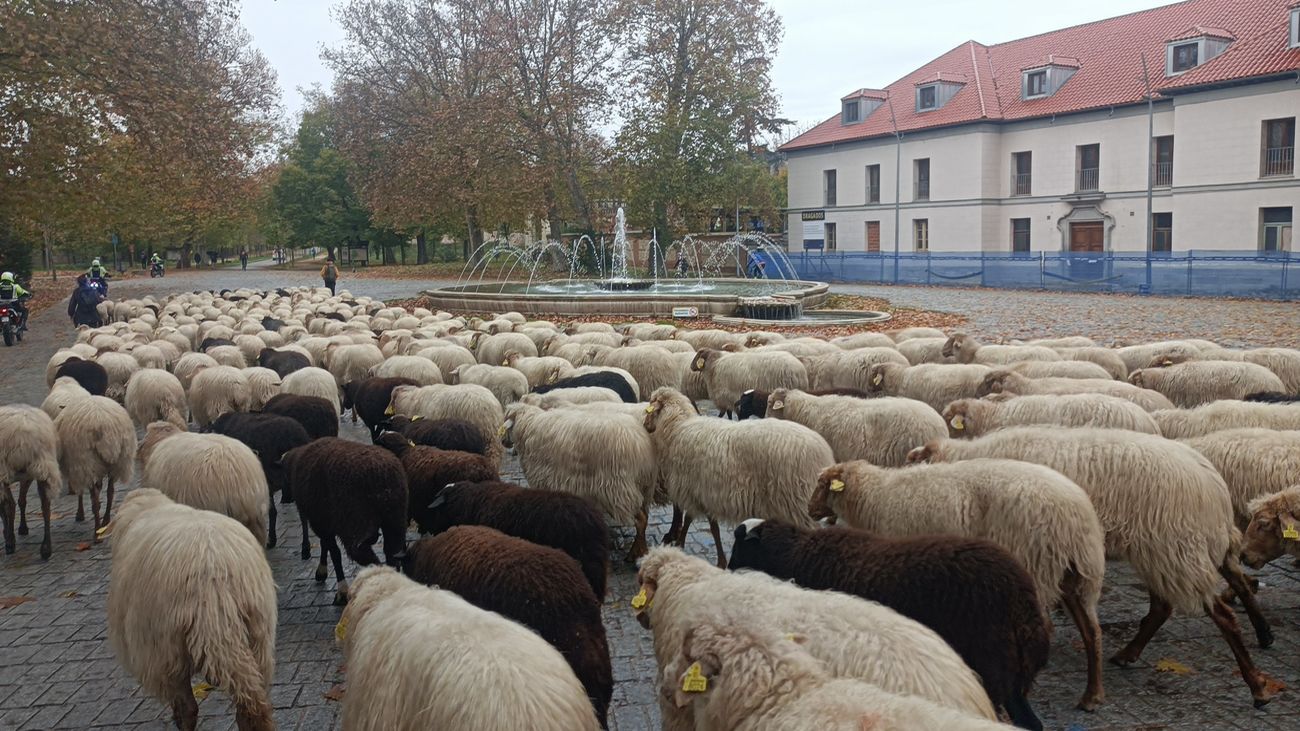 Entrada de las ovejas por la Puerta del Rey de la Casa de Campo