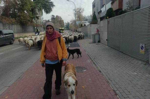 Julia, mayorala de Los Apisquillos, conduce las ovejas por la calle Arroyofresno camino de la Casa de Campo / LAWRENCE SUDLOW