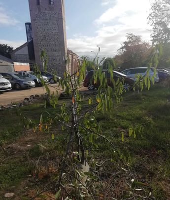 Uno de los arbolitos plantado por lo vecinos y con las ramas tronchadas, al fondo la iglesia / JUAN GARCÍA / CHYP