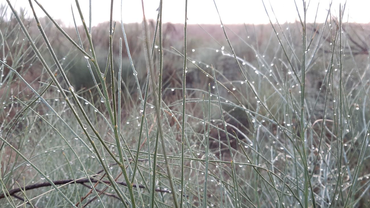 Gotas de lluvia entre las retamas