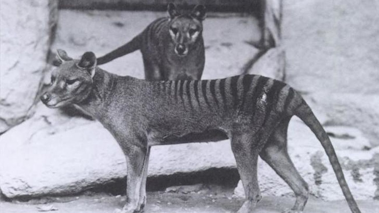 Encuentran los restos del último Tigre de Tasmania en el armario de un museo