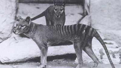 Encuentran los restos del último Tigre de Tasmania en el armario de un museo