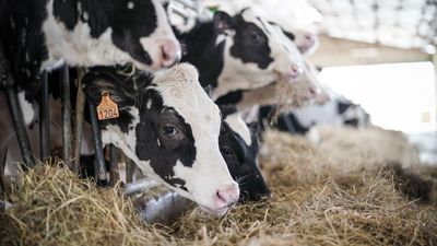 Vacas productivas, al matadero por la falta de pastos
