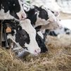 Vacas productivas, al matadero por la falta de pastos
