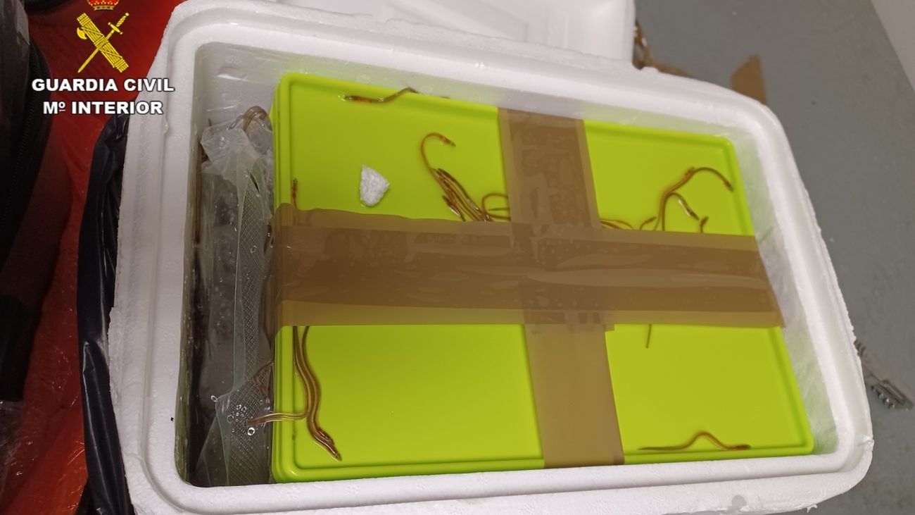 Detenida en el aeropuerto de Barajas por llevar en la maleta 30 kilos de angulas vivas