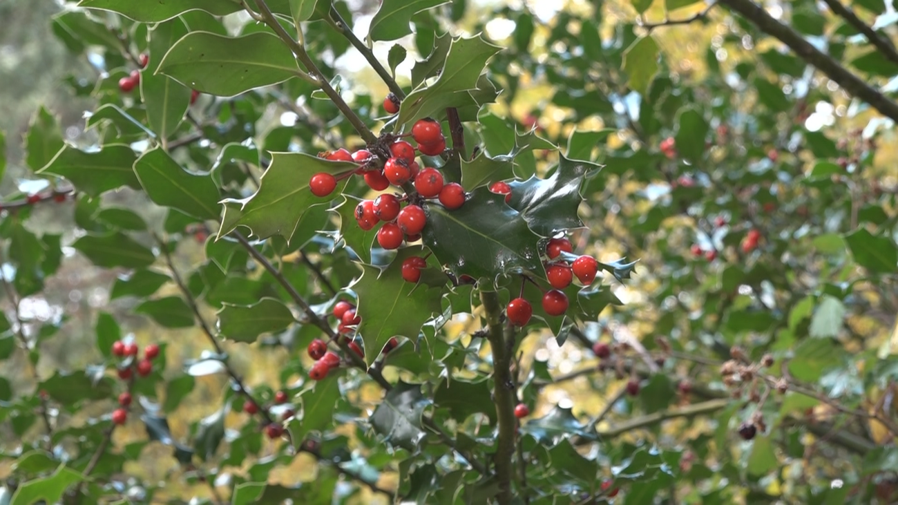 Esto es lo que no debemos coger del campo para decorar nuestra casa por Navidad
