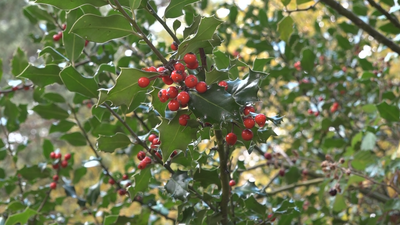 Esto es lo que no debemos coger del campo para decorar nuestra casa por Navidad