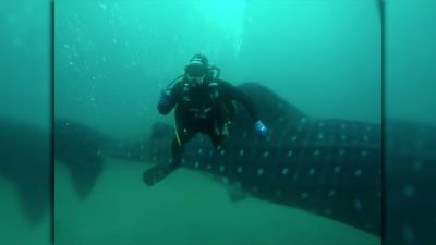 Aparece en Ceuta, por primera vez, un tiburón ballena, el pez más grande del mundo