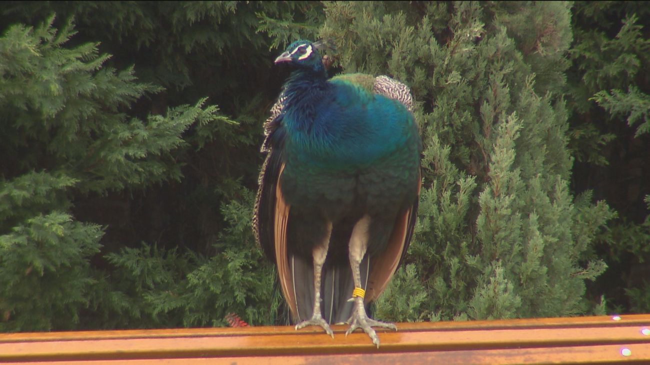 La Casa de Aves de Boadilla analiza la relación de la humanidad con la fauna salvaje