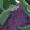 Existen las coliflores de colores y puedes encontrarlas en Aranjuez