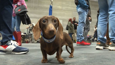 La feria 100x100 Mascota reúne a más de un millar de perros de 120 razas en Ifema