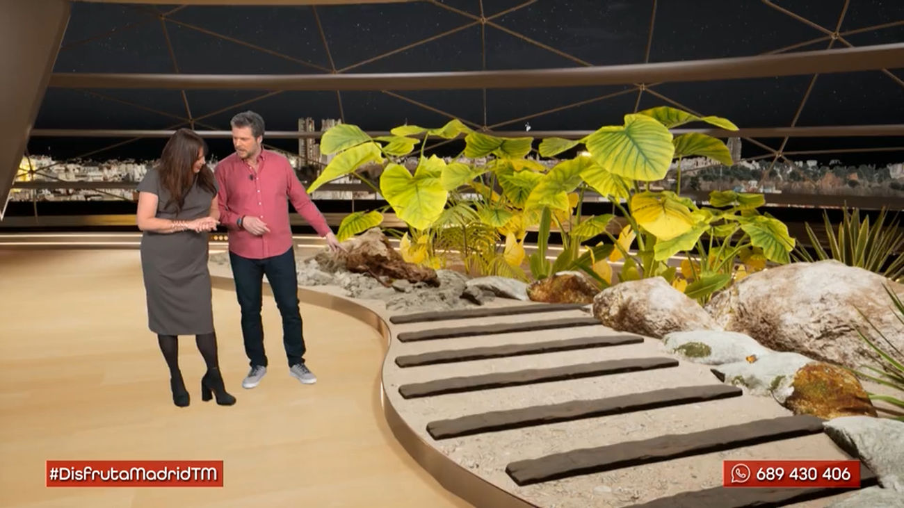 ¿Por qué beben lágrimas de tortuga las mariposas?