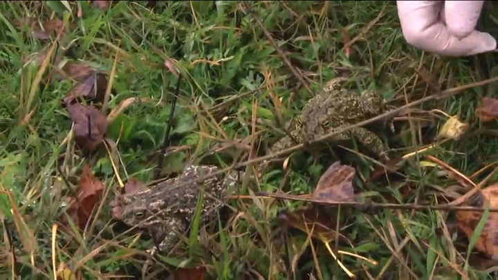 Lagunas de Castrejón: el humedal que saca ventaja de la borrasca Efraín