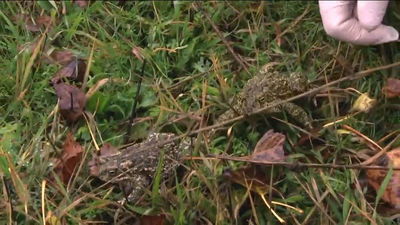 Lagunas de Castrejón: el humedal que saca ventaja de la borrasca Efraín